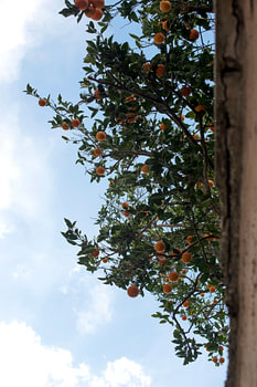 Orangen