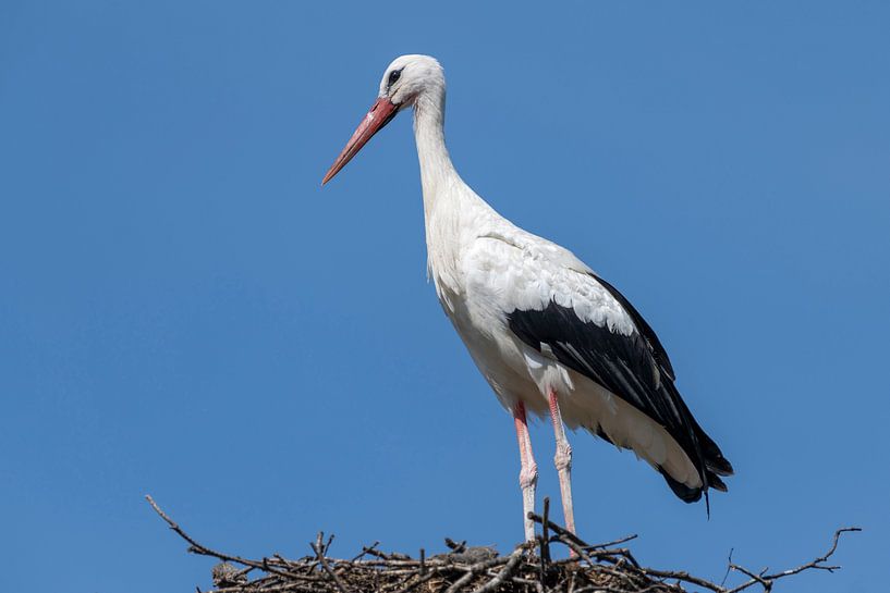 Ein einzelner erwachsener Storch gegen einen blauen Himmel auf einem großen Nest. von Tonko Oosterink