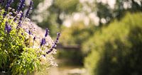 Lavender purple