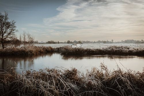 Winter landscape Assendelft