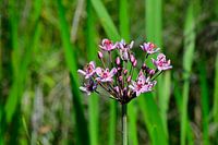 Schwanenblume in einem Graben bei Ankeveen.