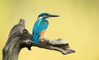 Kingfisher alcedo atthis by Vienna Wildlife thumbnail