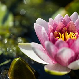 Pink water lily by Annika Westgeest Photography