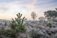 Heidelandschaft im Winter von Marcel Blijleven Miniaturansicht