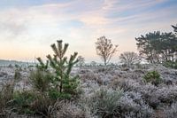 Heidelandschaft im Winter