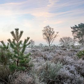 Heide landschap in de winter van Marcel Blijleven