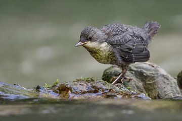 White throated Dipper * Cinclus cinclus *, fledgling searching for food van wunderbare Erde