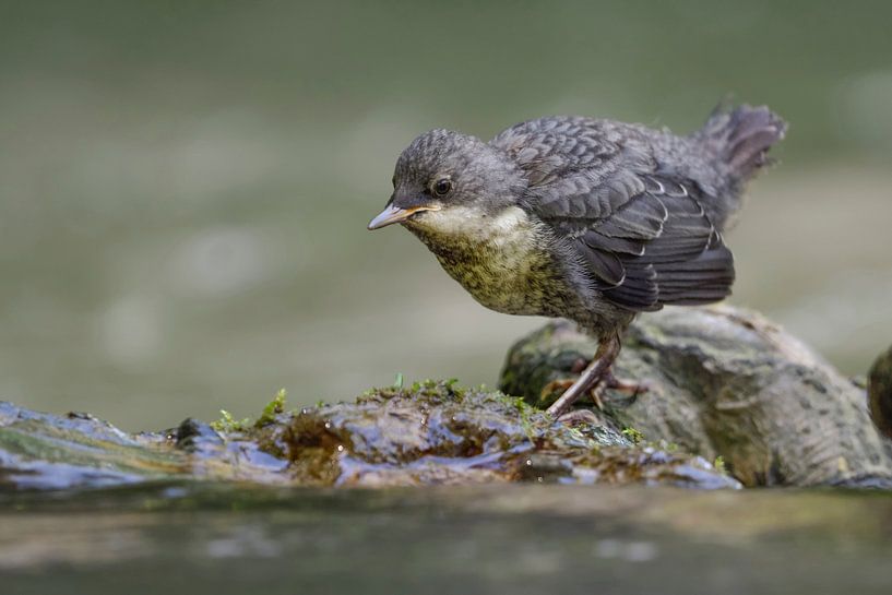 Wasseramsel *Cinclus cinclus*, Jungvogel par wunderbare Erde