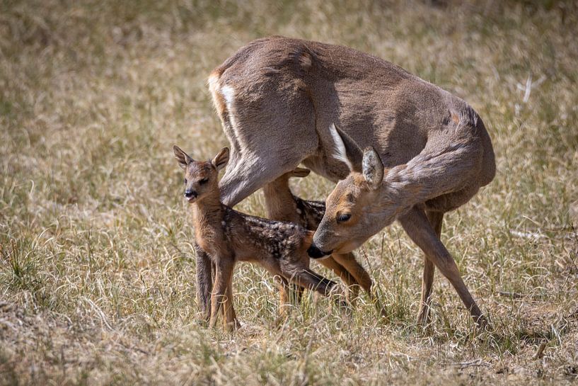 Mutterliebe (Rehe mit Kälbern) von Jaap Tempelman