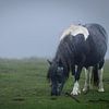 Dartmoor-Pony von Dirk Rüter