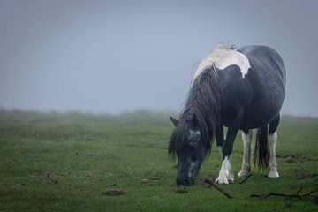 Dartmoor-Pony