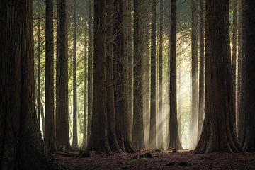 Sunbeams through the forest
