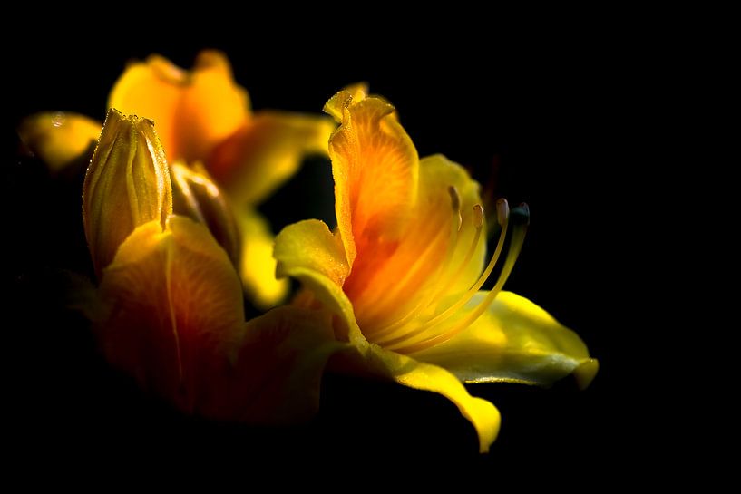 Rhodondendron van Niels Barto