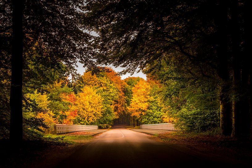 Autumn on the Veluwe by Patrick Rodink