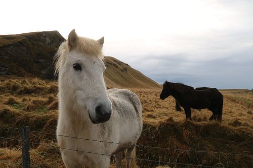 Paarden in Ijsland