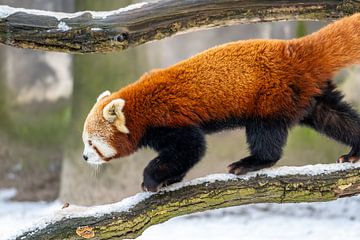Rode panda in de sneeuw van Joost Potma