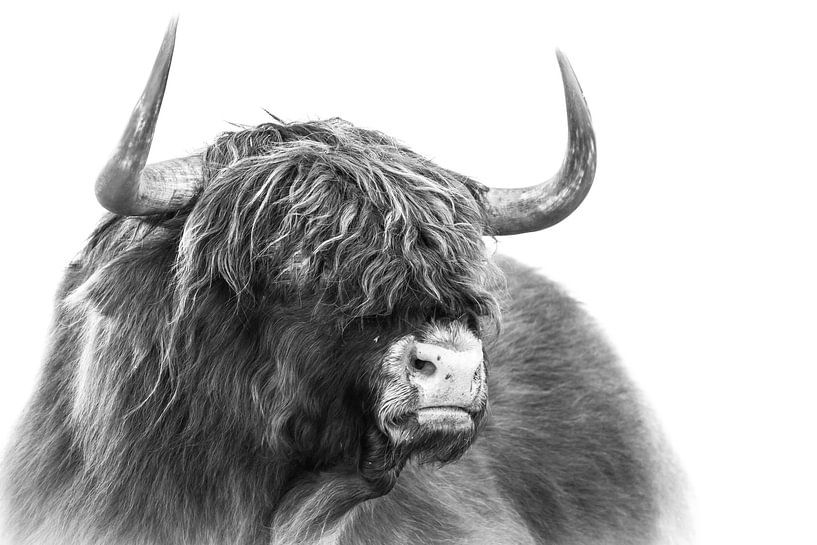 Scottish Highlander by Karel Ton