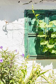 Groen vensterluik met paarse bloemen en groene bladeren | Griekenland - Samos | reisfotografie van Lisa Bocarren