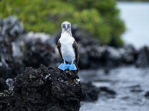 Fou à pieds bleus