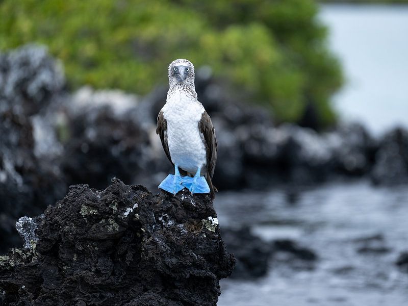 Fou à pieds bleus par Jack Soffers