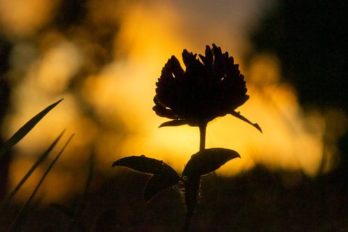 Clover at sunset