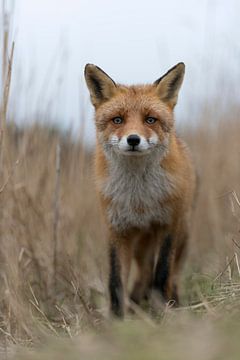 Red Fox ( Vulpes vulpes ) walking along a fox path through high, dry reed grass, low point of view, 