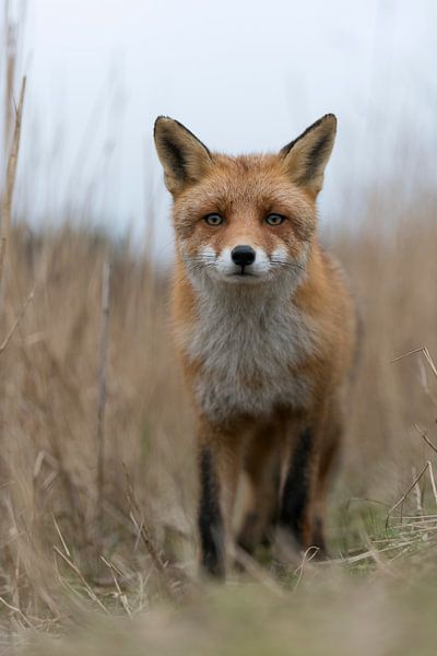 Rotfuchs ( Vulpes vulpes ) läuft durch hohes trockenes Riedgras einen Fuchspfad entlang, Aufnahme au par wunderbare Erde