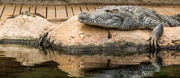 Nile crocodile : Blijdorp Zoo by Loek Lobel
