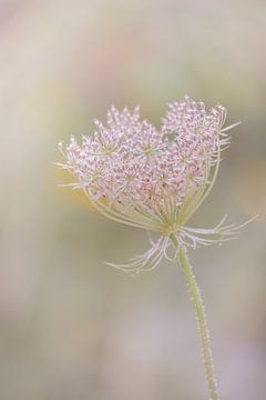 wilde peen in roze en groene tinten van Lilian Photography
