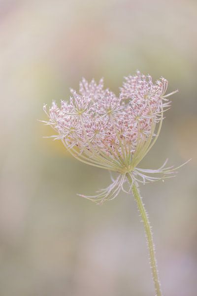 wild carrot in shades of pink and green by Lilian Photography