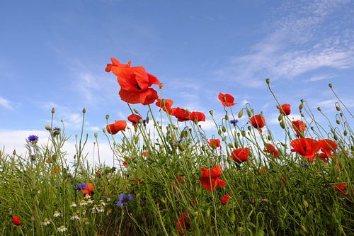 Beautiful June