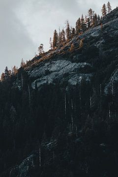 Bomen op berg in Yosemite National Park | fine-art print van Elise van Gils