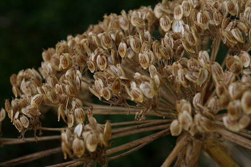 giant berry claw by Madeltijntje