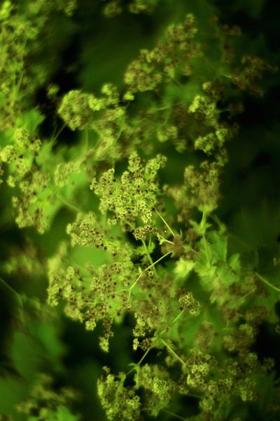 Fleurs d'été teintées de vert par Marianna Pobedimova
