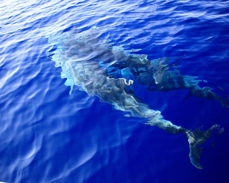 dolphins by Olaf Franke