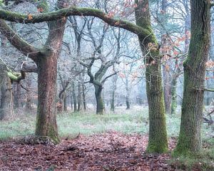 Framed by Oaks van Dennis Mulder