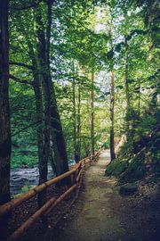 Wanderweg Spaziergang zwischen Felsen und Sandsteinen Kirnitzschklamm von Jakob Baranowski - Photography - Video - Photoshop