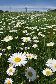 Ein blühendes Gänseblümchenfeld von Claude Laprise