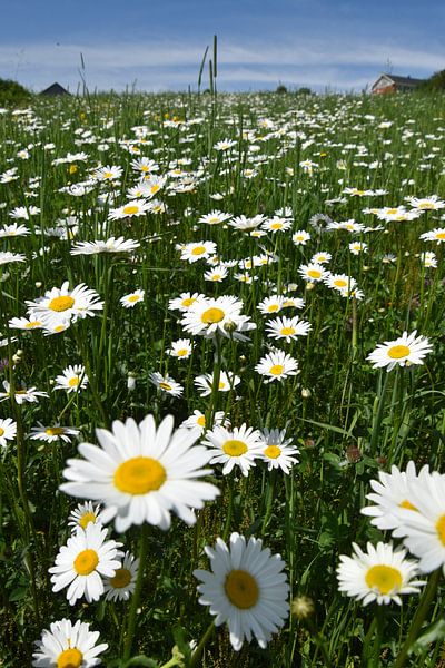 A flowering daisy field by Claude Laprise