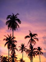 Palm paradise 2