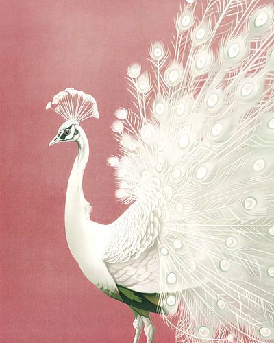 Koninklijke Witte Pauw no.6