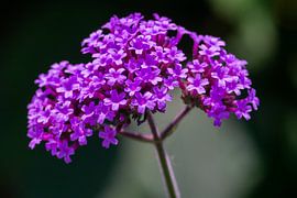 Ijzerhard close-up van Johan Slagers