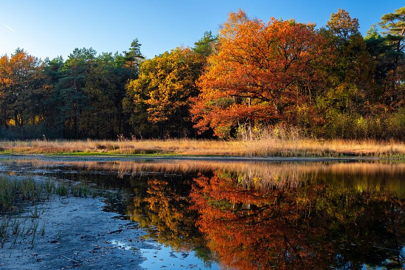 Herbstfarben im Wald von Sjors Gijsbers