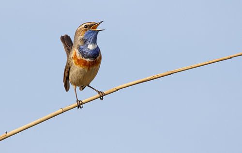 Bluethroat