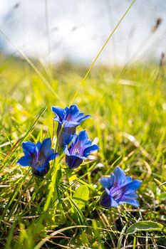 blauer Enzian im Allgäu