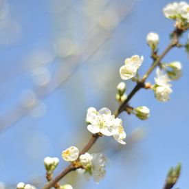 Kersenbloesem wit in de lente van Bart Poelaert