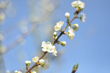 Kersenbloesem wit in de lente van Bart Poelaert