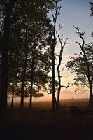 sunrise in Deeler forest.