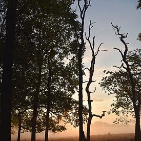 sunrise in Deeler forest. by Iris Fitsch