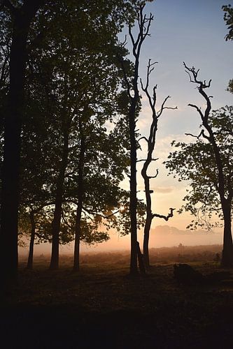 zonsopkomst in Deelerwoud.